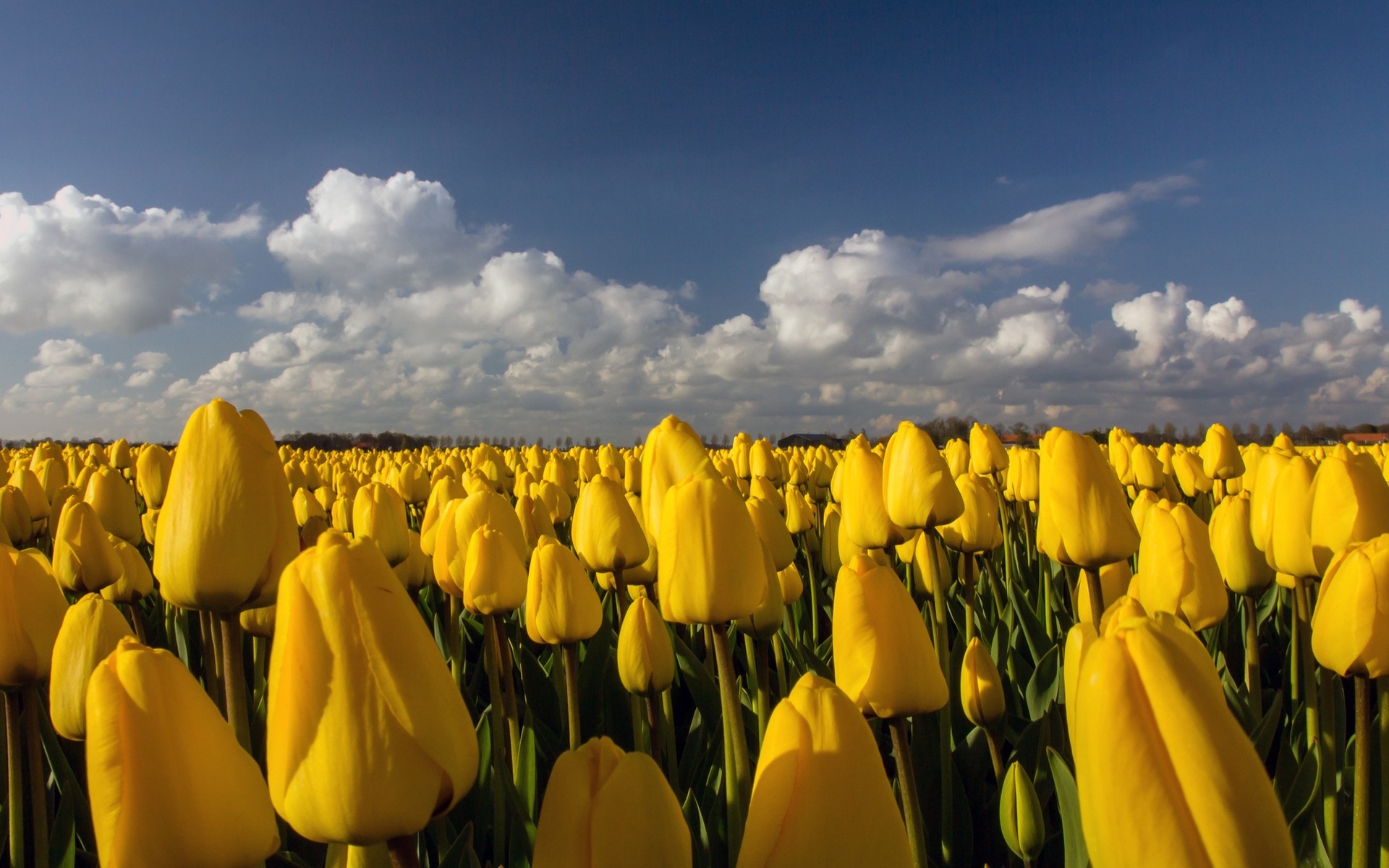 flowers nature outdoors bright sky landscape summer fair weather sun flora flower field tulips yellow tulips