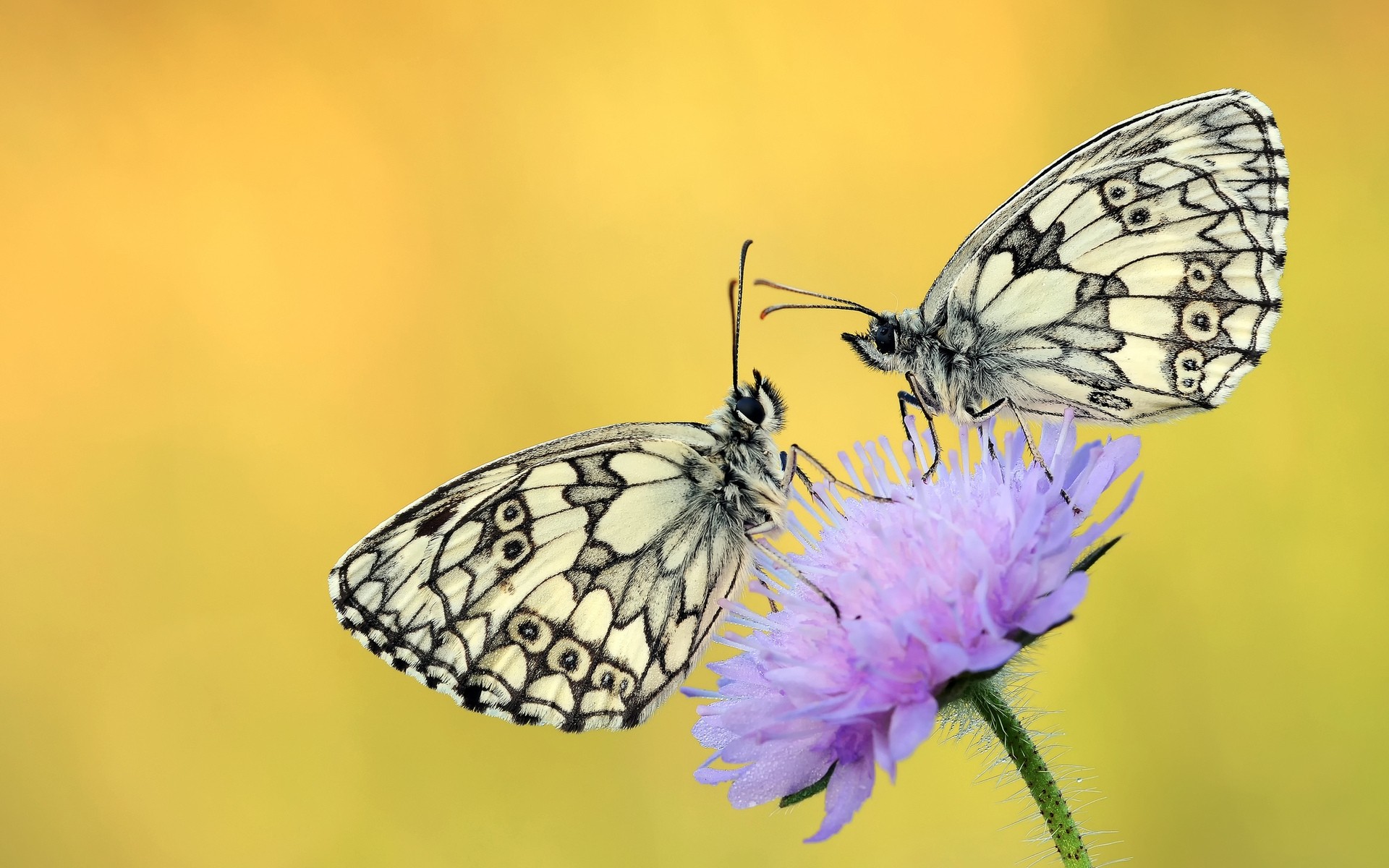 insects butterfly insect nature wing lepidoptera wildlife outdoors summer animal moth antenna invertebrate entomology delicate bright monarch flower biology color butterflies purple flower