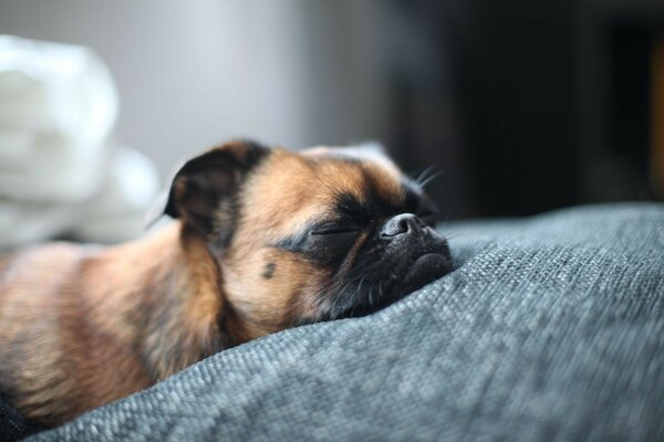 Dog sleeps bed muzzle nose dog brabanson