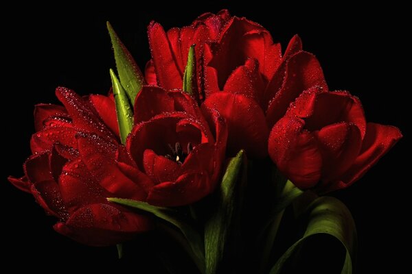Red flowers tulips on a black background