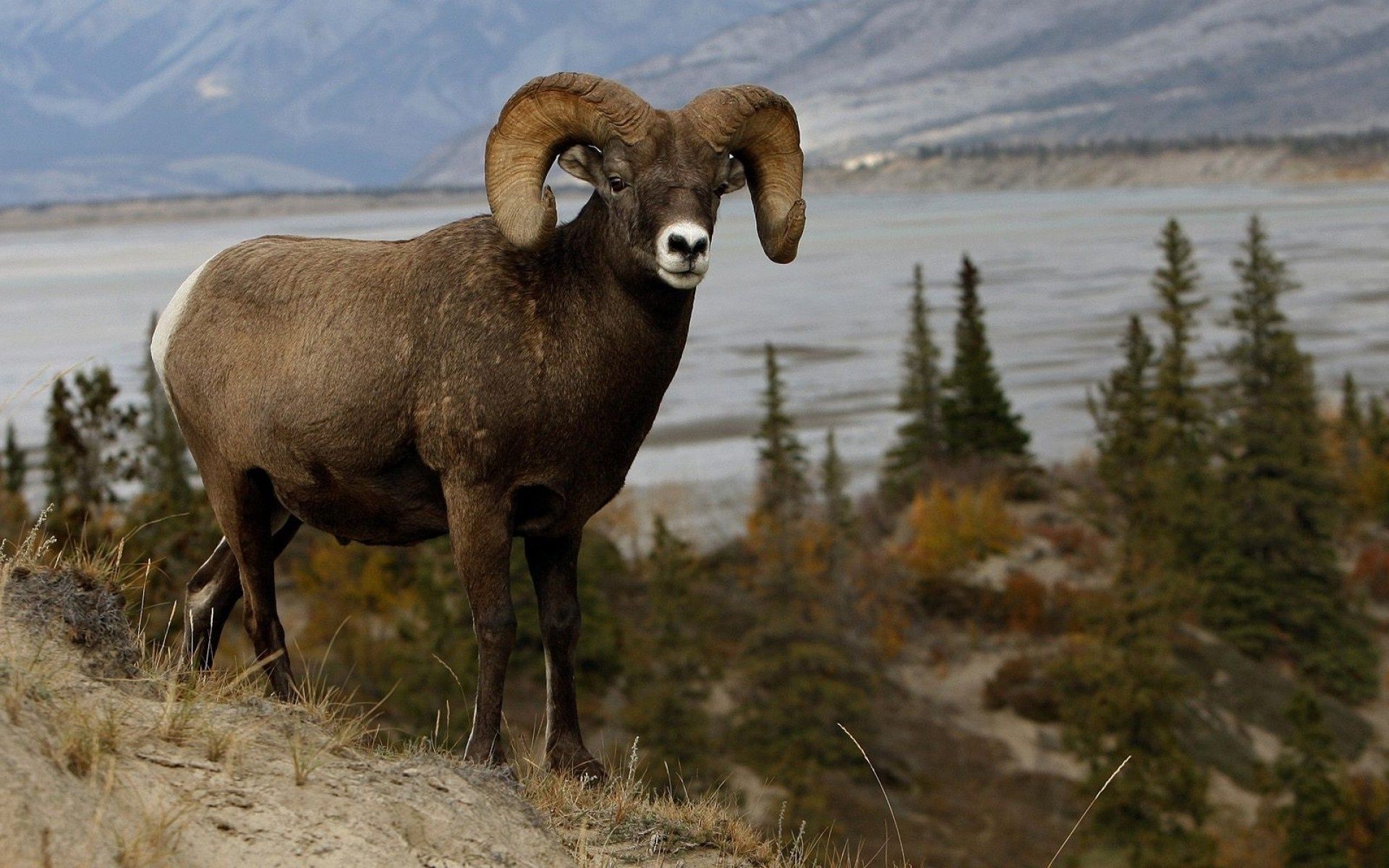 animals mammal wildlife outdoors sheep nature grass animal hayfield
