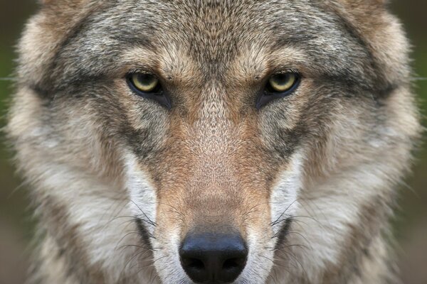 A wolf in the wild