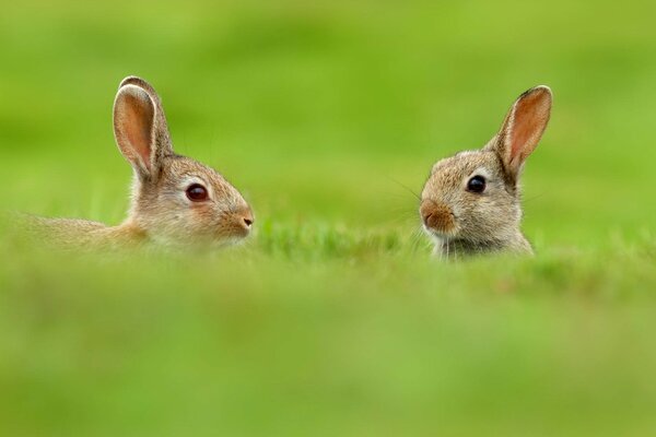Cute bunnies in the grass on the field