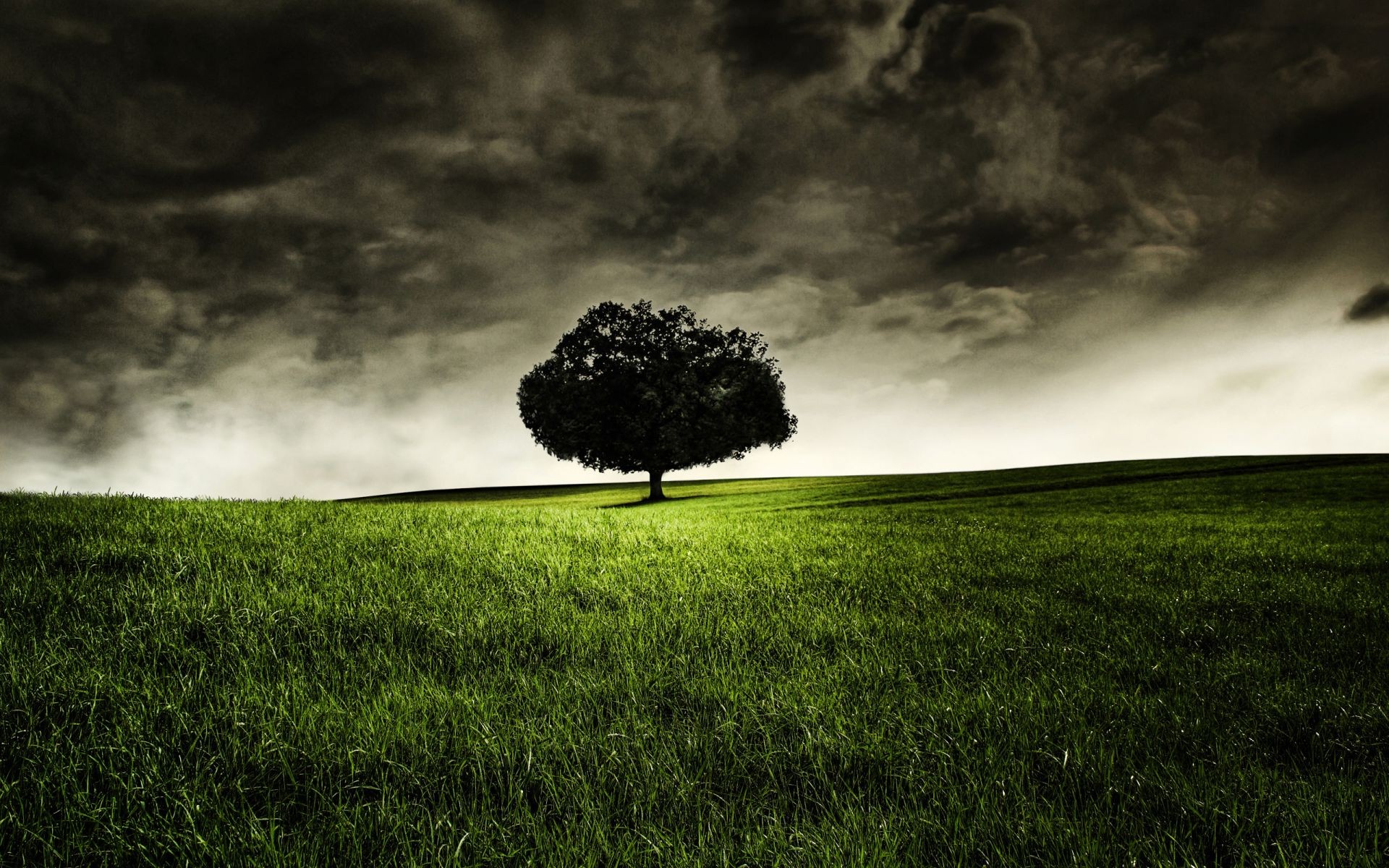 grass landscape storm sky tree nature weather rain field countryside dawn fog cloudy cloud hayfield grassland