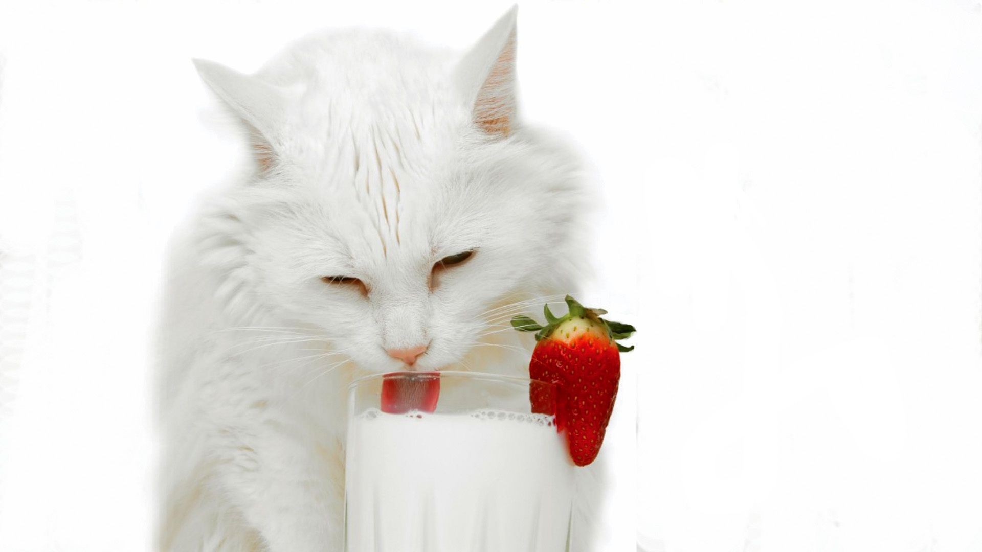 cats cute domestic animal little fur funny young sit