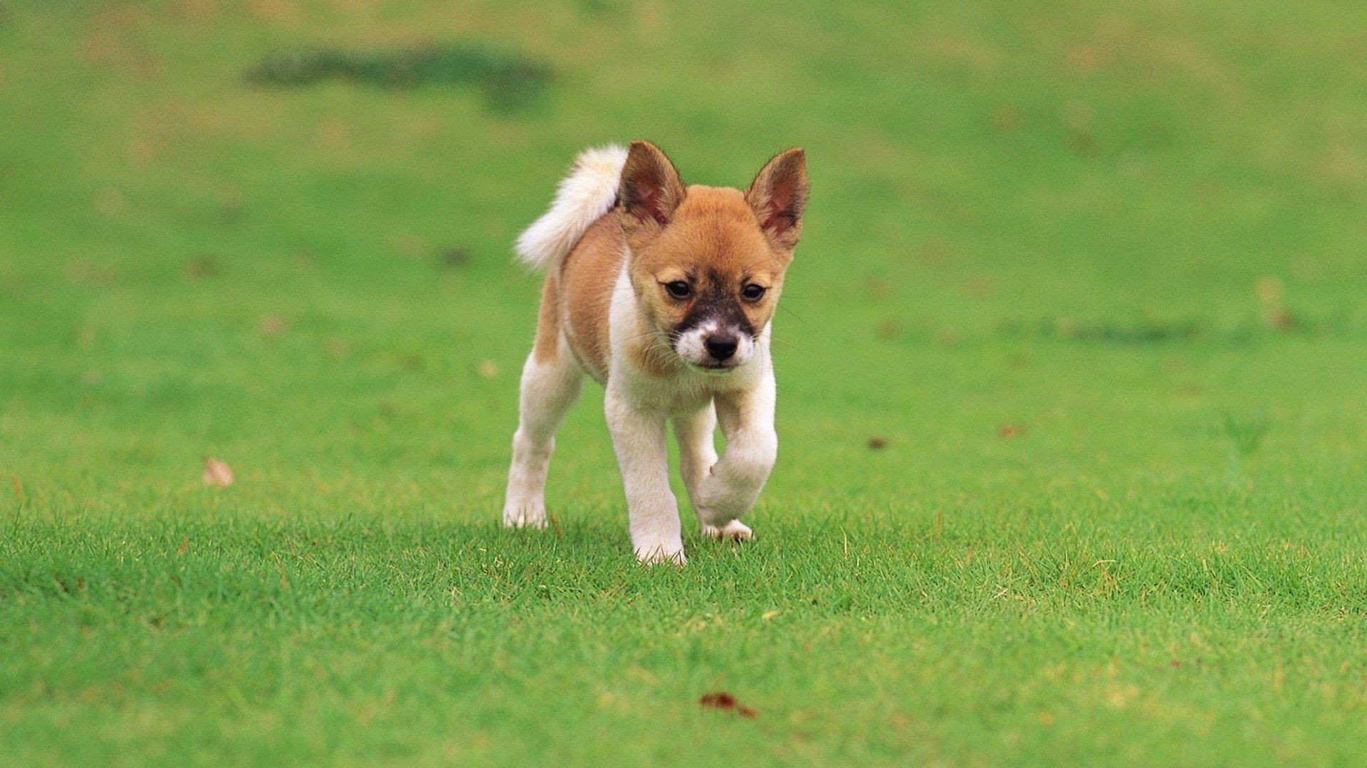 dogs grass dog cute animal mammal puppy canine pet field hayfield little young fur