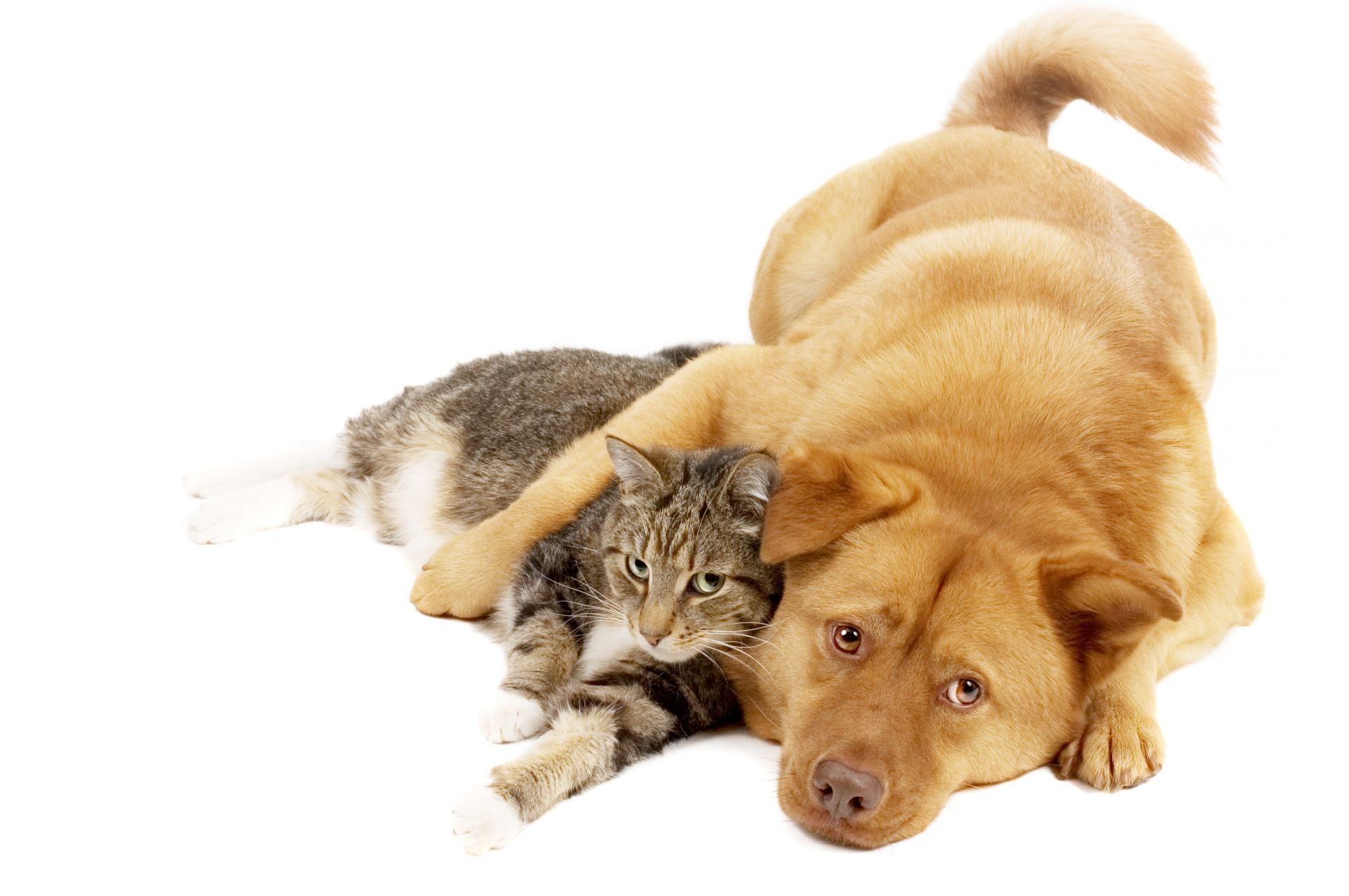 animals cute animal fur little pet mammal domestic isolated young looking sit funny