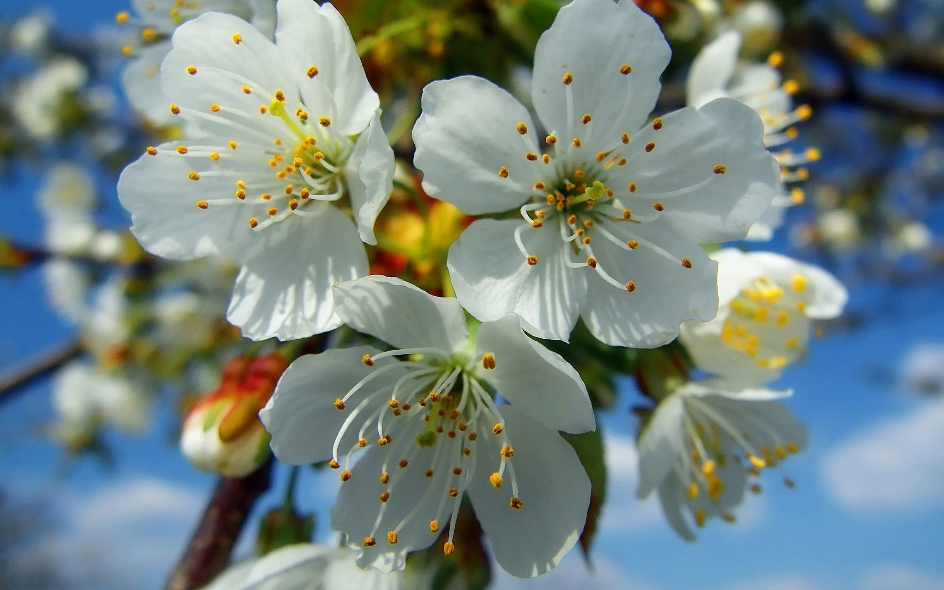 spring flower cherry tree nature apple branch flora garden leaf blooming petal plum outdoors growth bud floral season