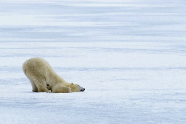 Bears in the snowy winter on the ice