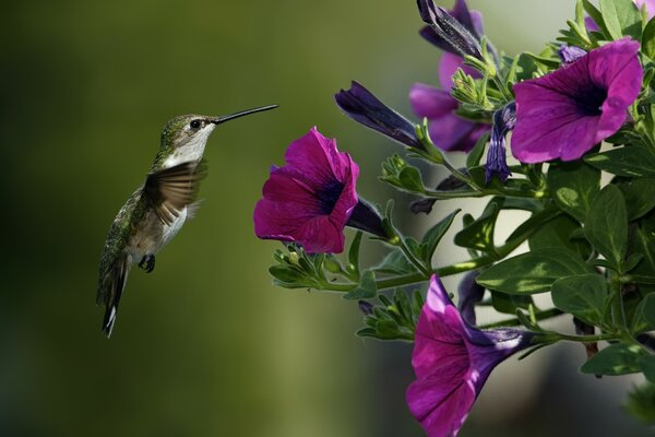 The smallest bird near the flower