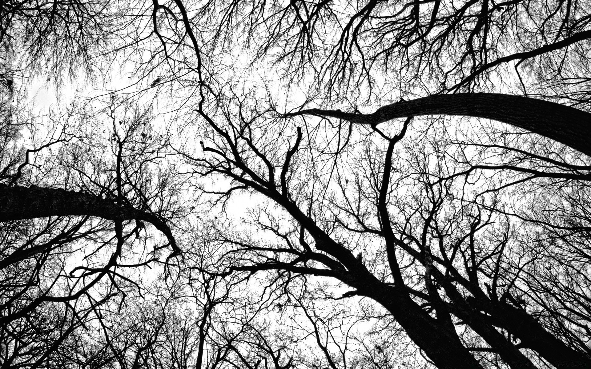 black and white tree branch wood trunk landscape season park nature dawn winter fall leaf environment oak weather backlit alone silhouette scenery