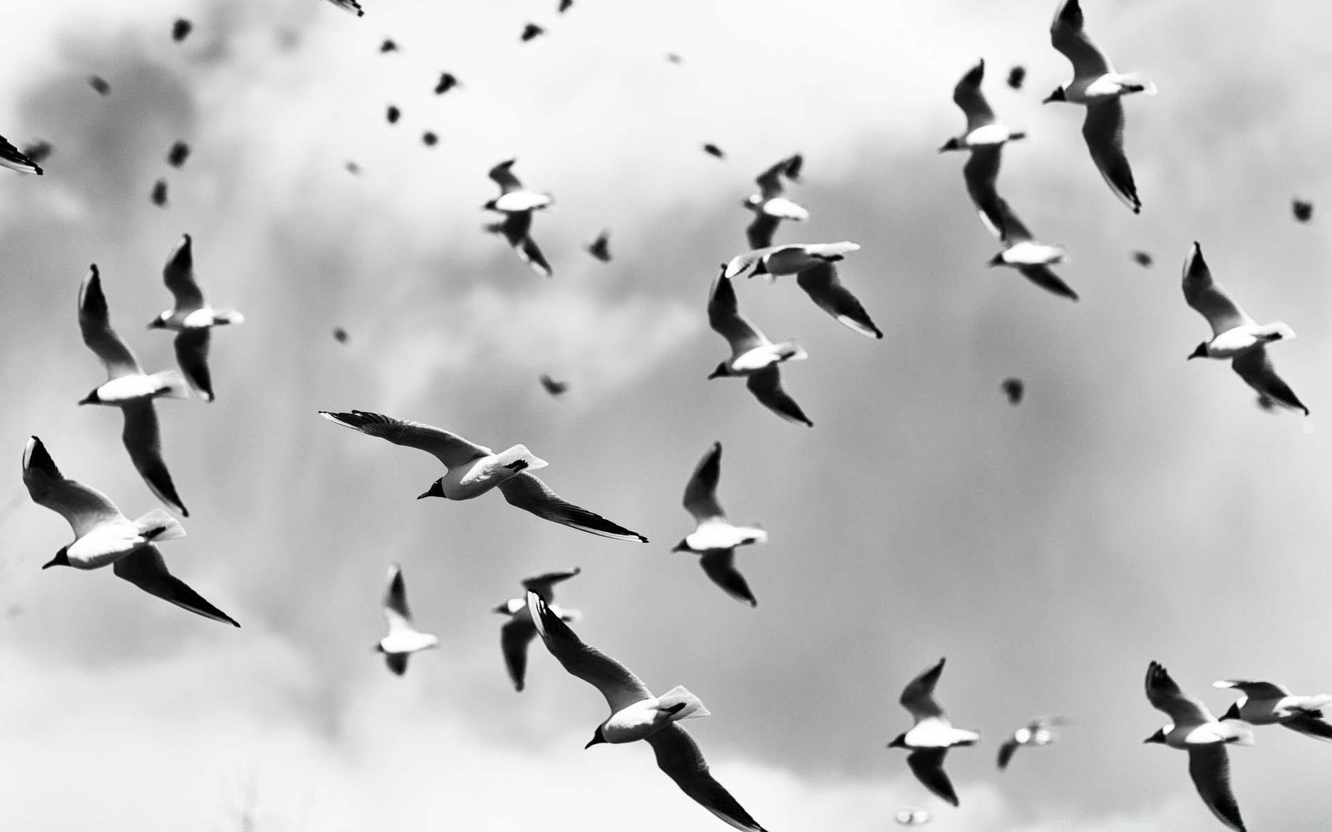 black and white bird pigeon flight seagulls goose wildlife fly crow flock migration group many waterfowl poultry nature feather wing