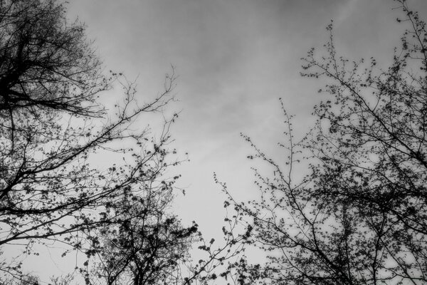 Black tree branches on a white background