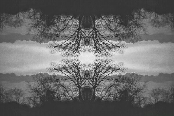 Black and white trees are reflected in the river
