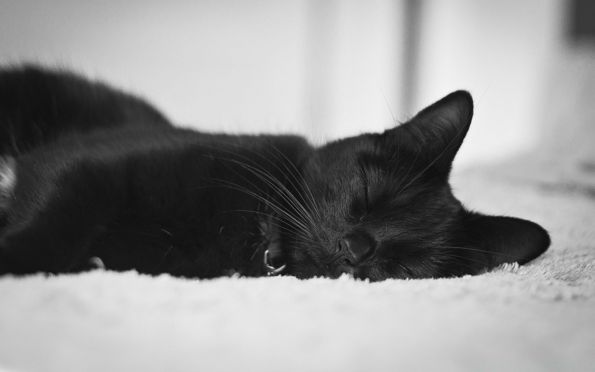 black and white cat kitten portrait mammal pet monochrome one animal sleep fur baby eye