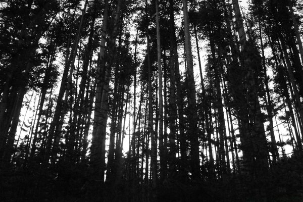 Black and white photo of trees in the forest