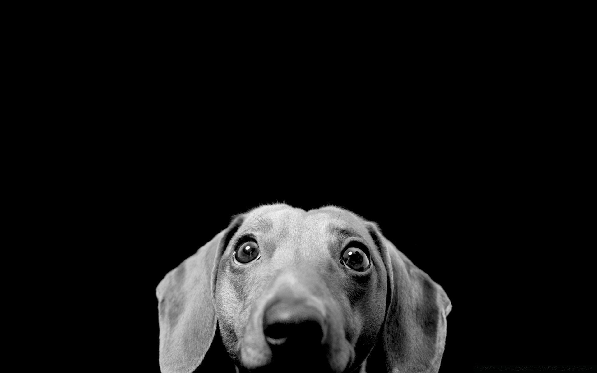 black and white dog portrait animal studio one cute mammal canine monochrome pet looking eye funny