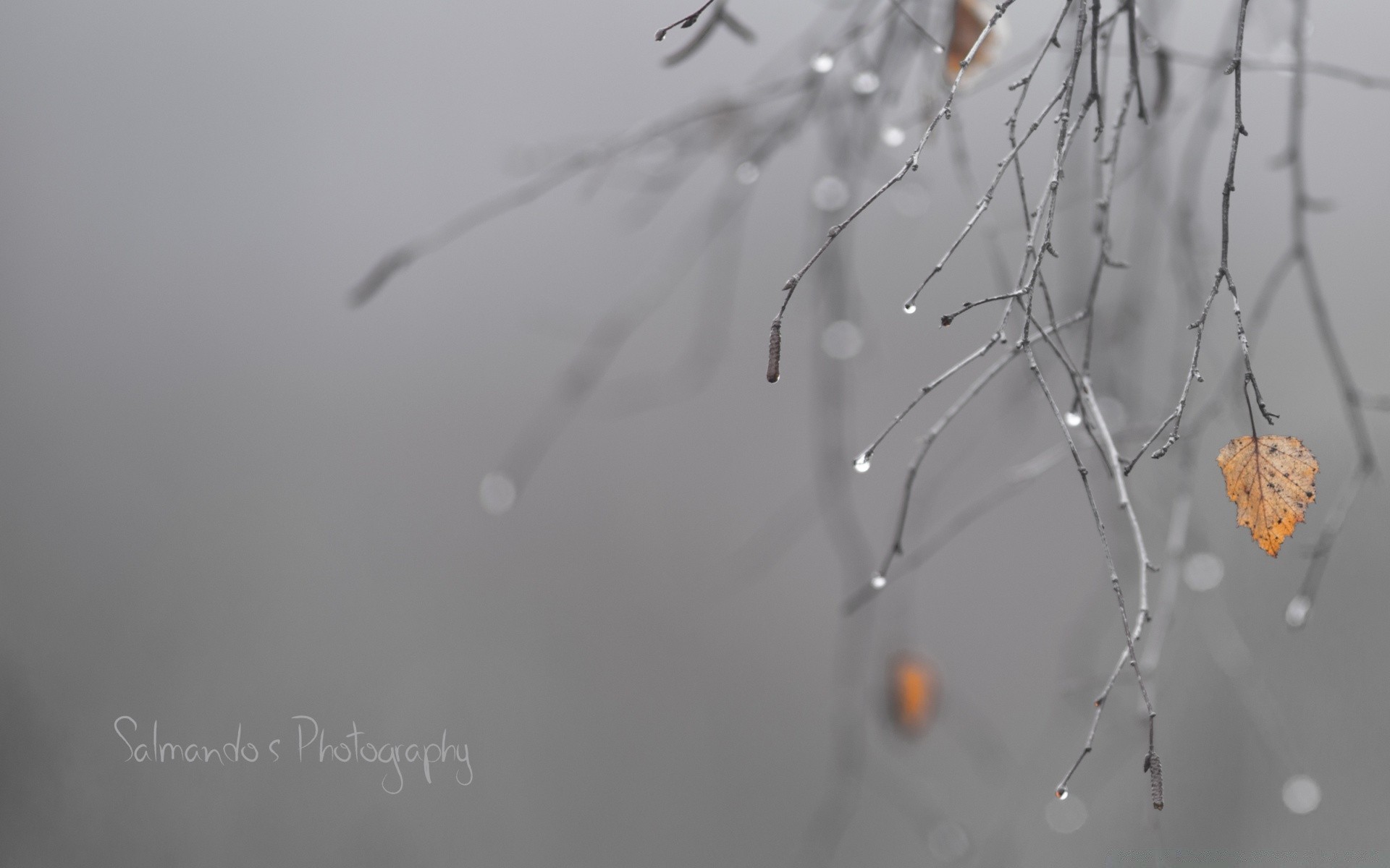 black and white spider insect winter nature snow blur flower spiderweb outdoors dew dawn drop desktop light tree weather abstract daylight frozen