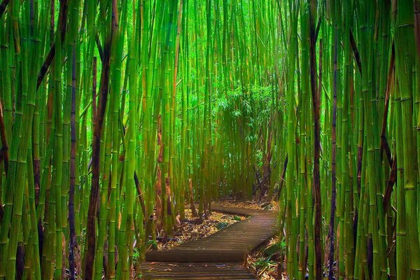 Natural Bamboo Green Forest