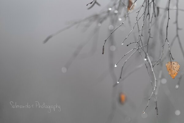 The last birch leaf on the winter branch