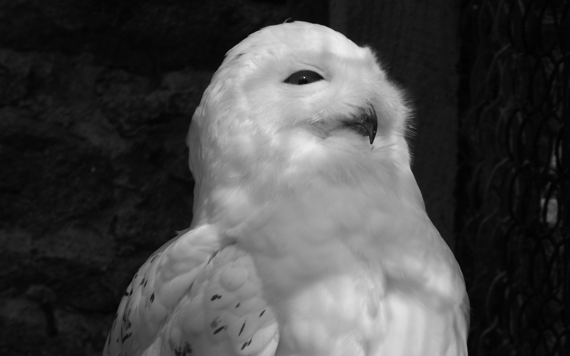 black and white bird portrait one wildlife eye nature