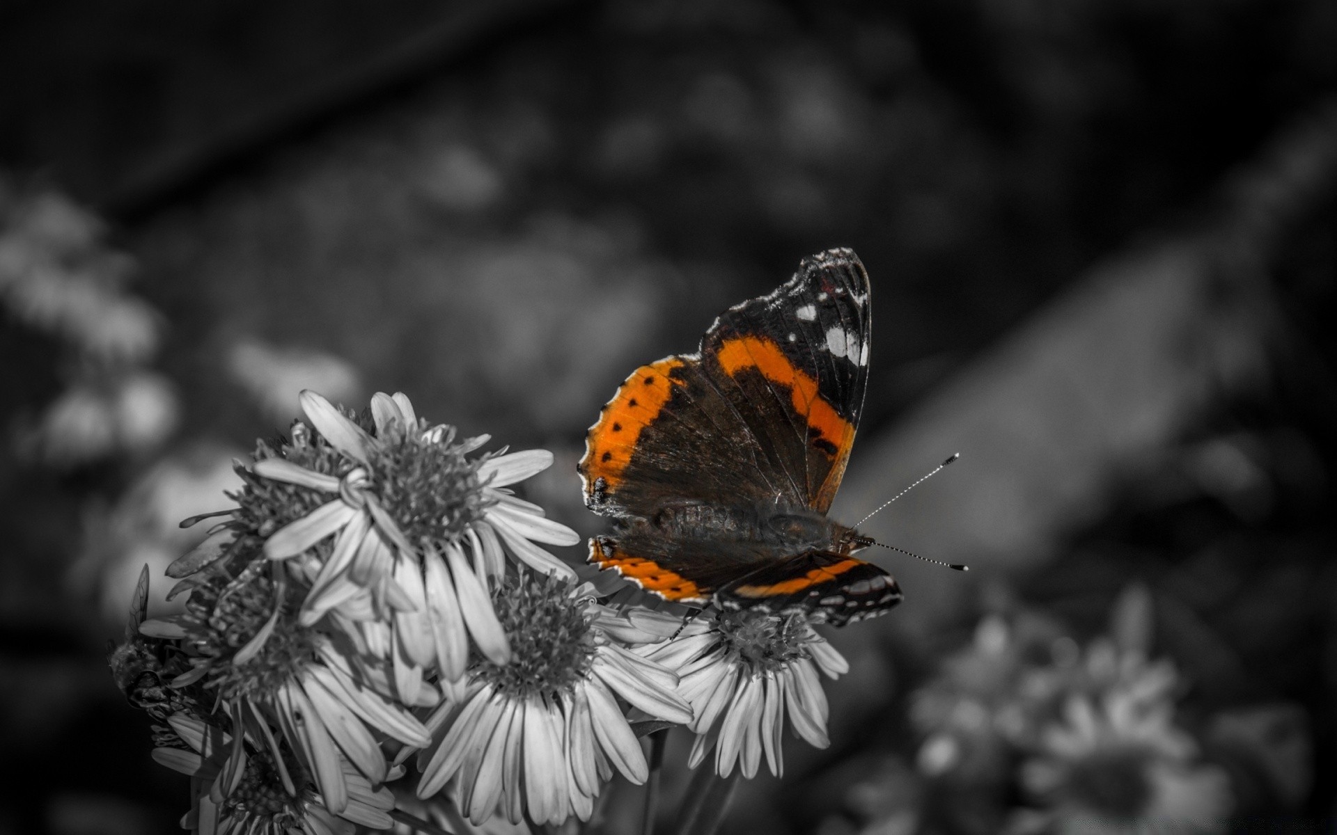 black and white butterfly insect nature invertebrate outdoors wildlife flower