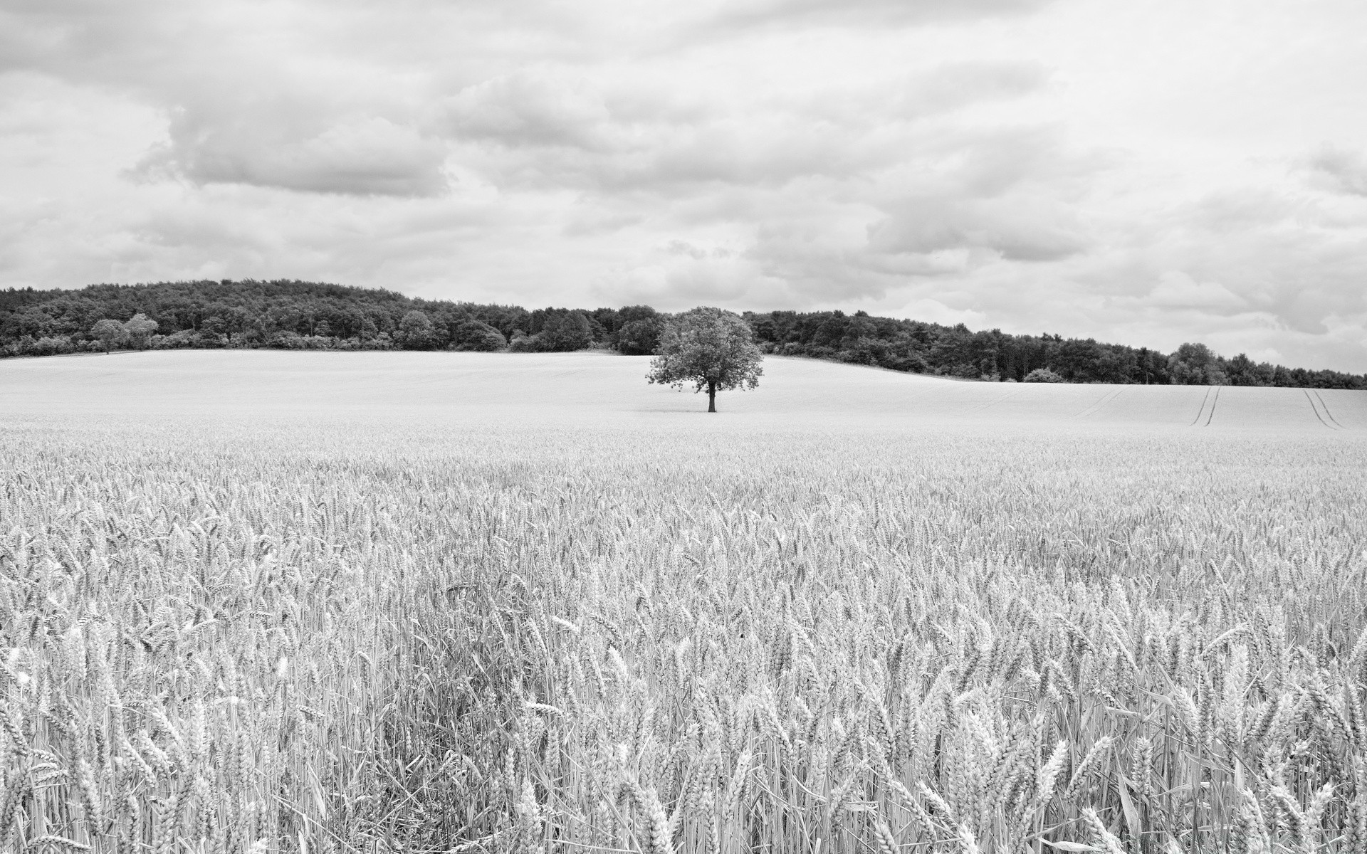 black and white landscape field nature agriculture rural outdoors cereal pasture farm sky wheat countryside crop