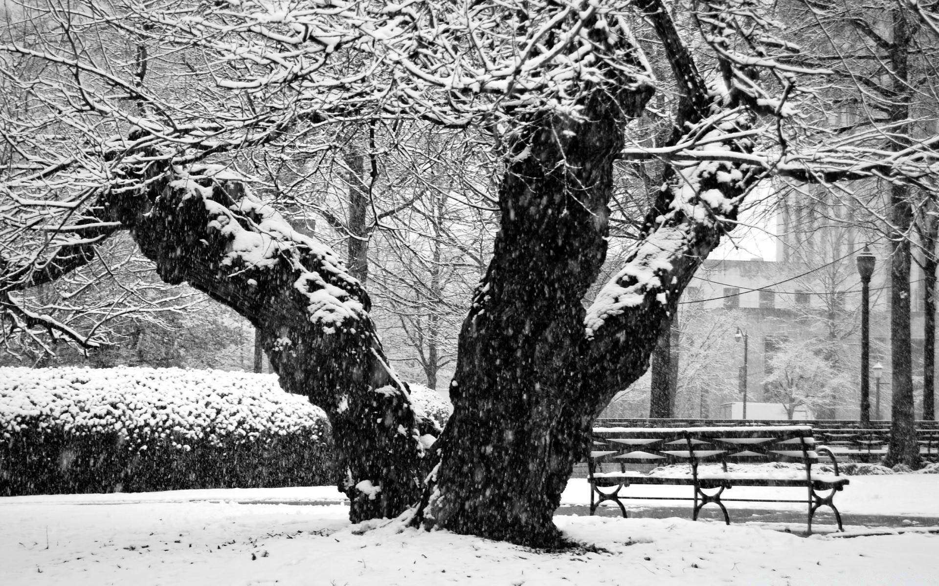 black and white winter snow tree cold frost wood frozen season ice branch nature landscape park snowstorm