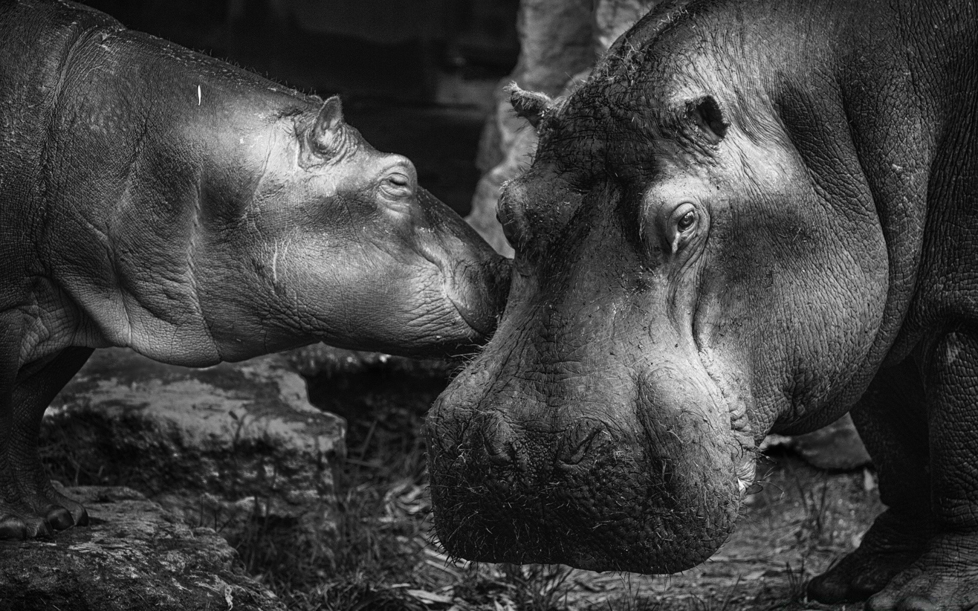 black and white mammal one portrait two wildlife zoo hippopotamus animal