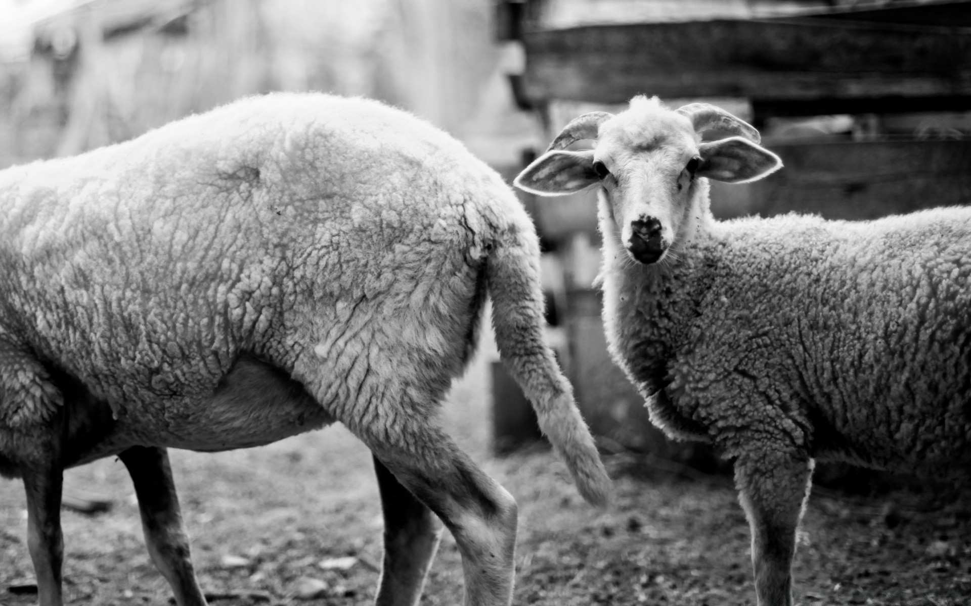 black and white sheep livestock mammal wool agriculture farm lamb ewe pasture animal rural goat cattle ram herd flocculent countryside grass