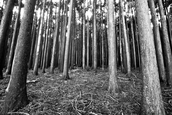 The bottom of trees in the forest photo with effect