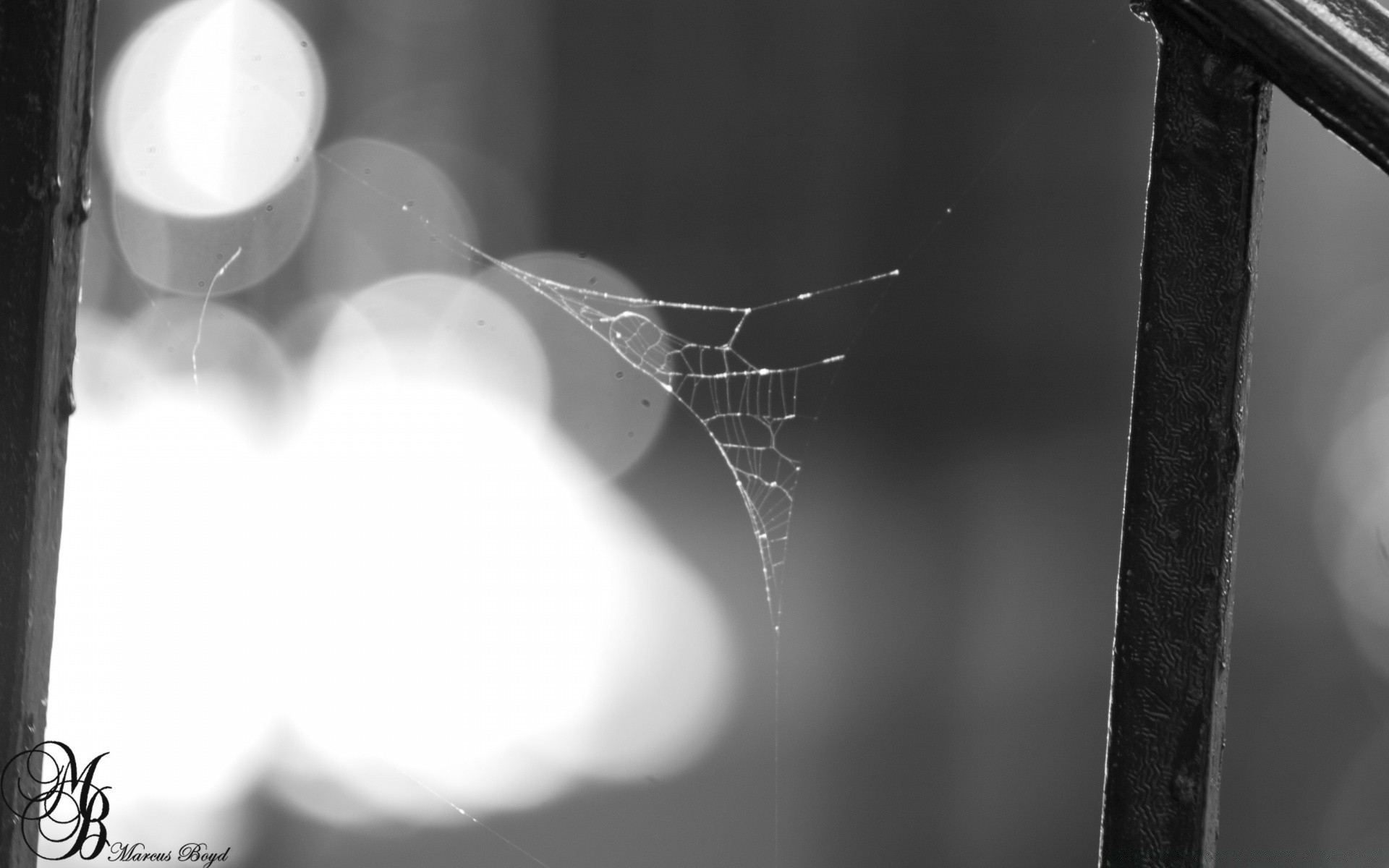 black and white spider abstract desktop monochrome blur design light