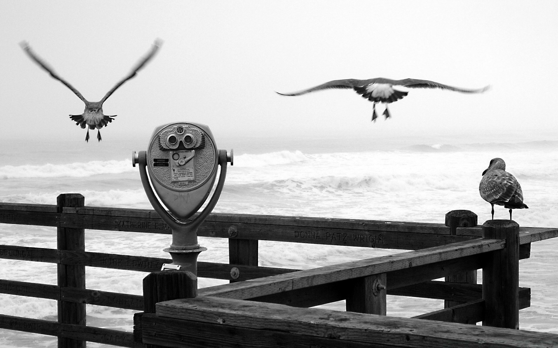 black and white bird sea water sky outdoors seagulls ocean beach one travel pigeon landscape seashore lake nature