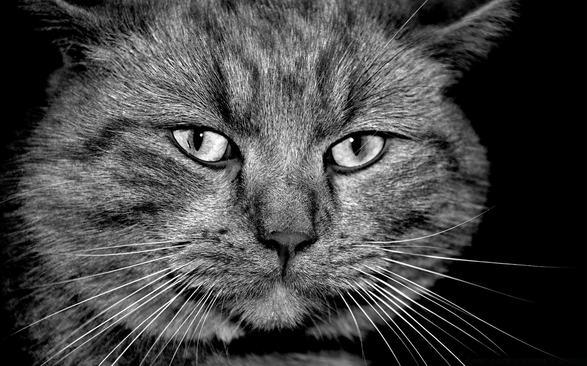 black and white cat portrait pet cute mammal animal fur kitten downy domestic eye head hair grey looking