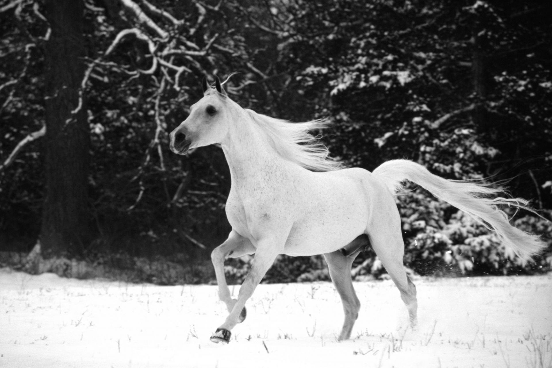 horses one cavalry mammal nature portrait animal two