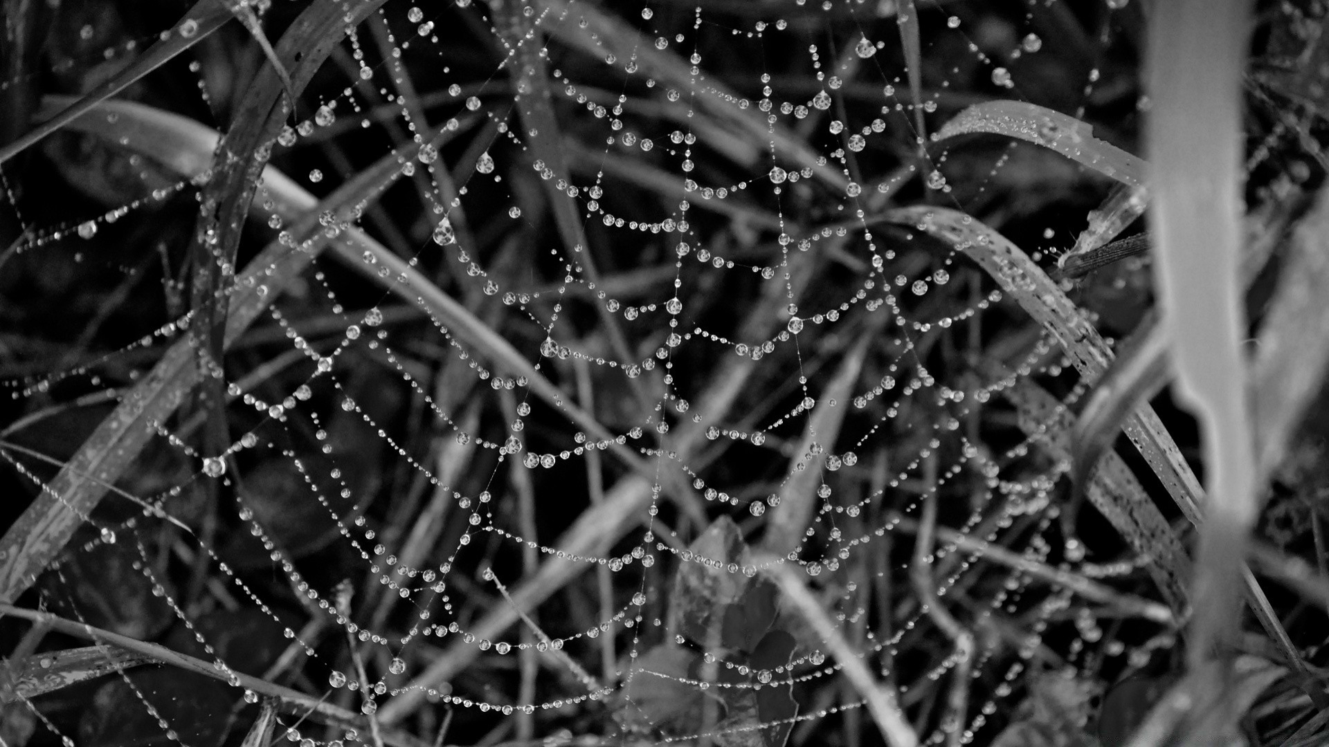 black and white spider spiderweb web abstract trap cobweb texture nature light dew monochrome pattern complex rain arachnid desktop dark design