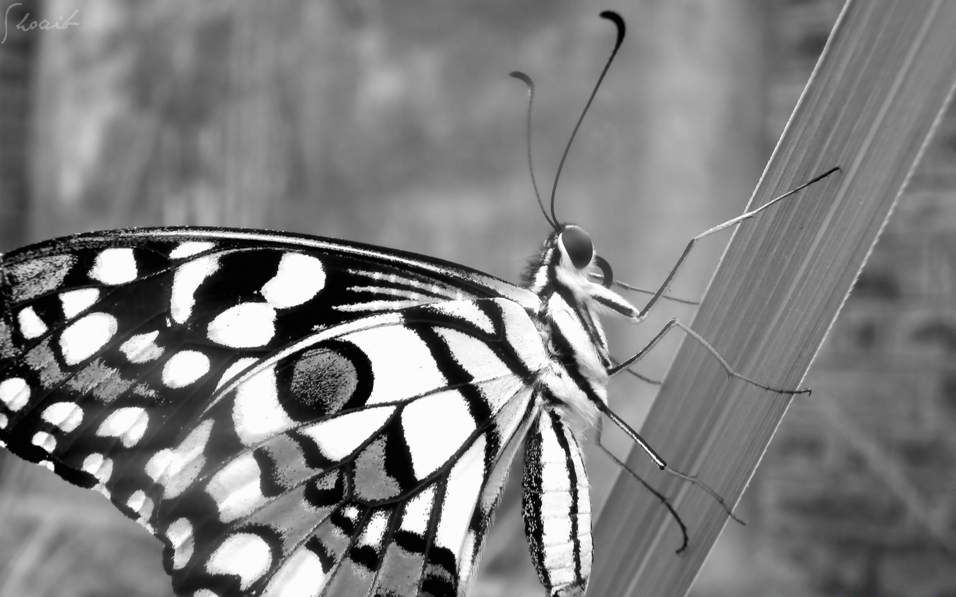 black and white butterfly insect nature wing animal wildlife outdoors antenna summer invertebrate beautiful lepidoptera fly garden moth wild close-up delicate monarch