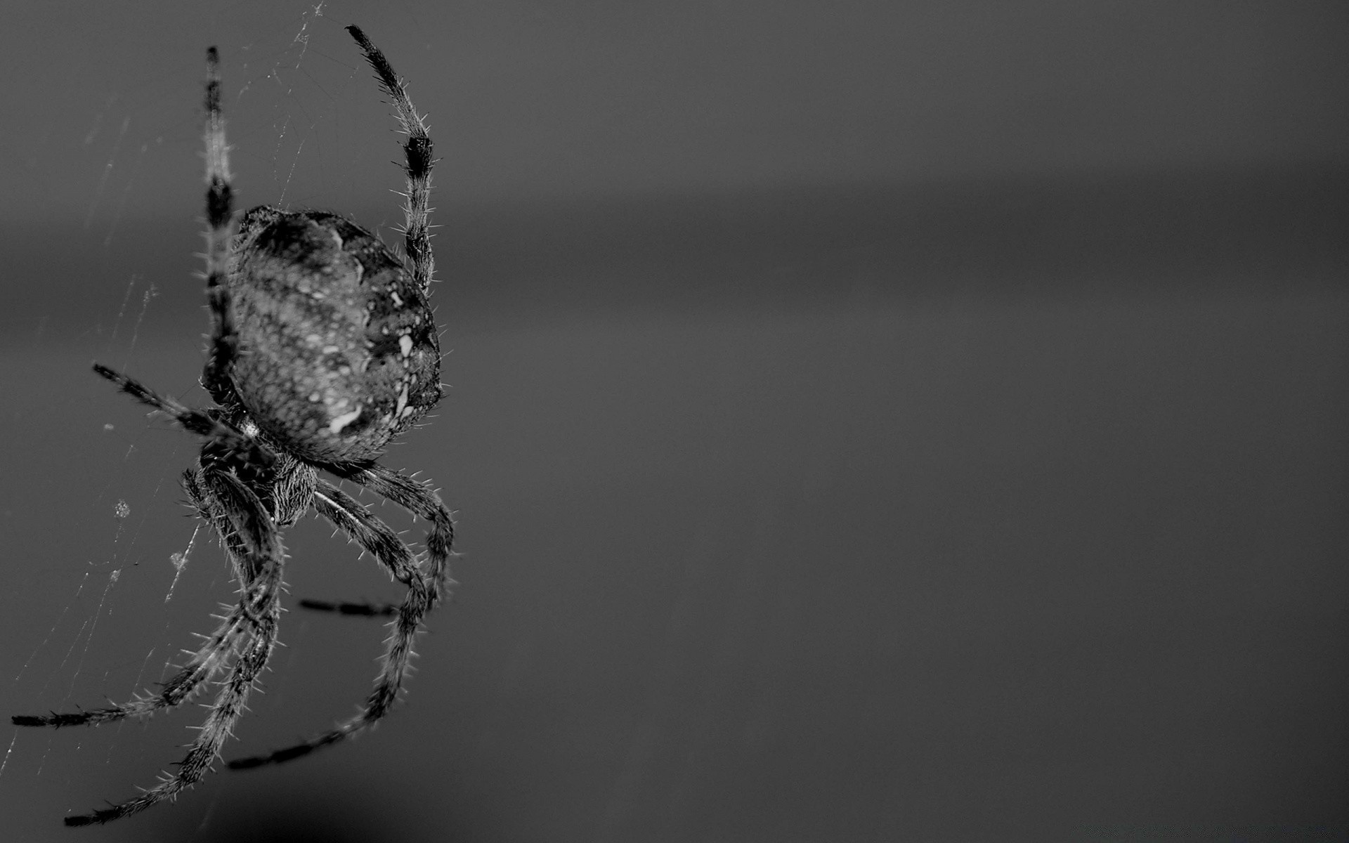 black and white spider arachnid spiderweb monochrome insect creepy nature scary eerie invertebrate cobweb trap animal wildlife web fear skittish horror mist