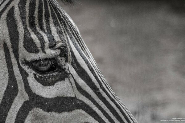 Sad zebra is looking for his home