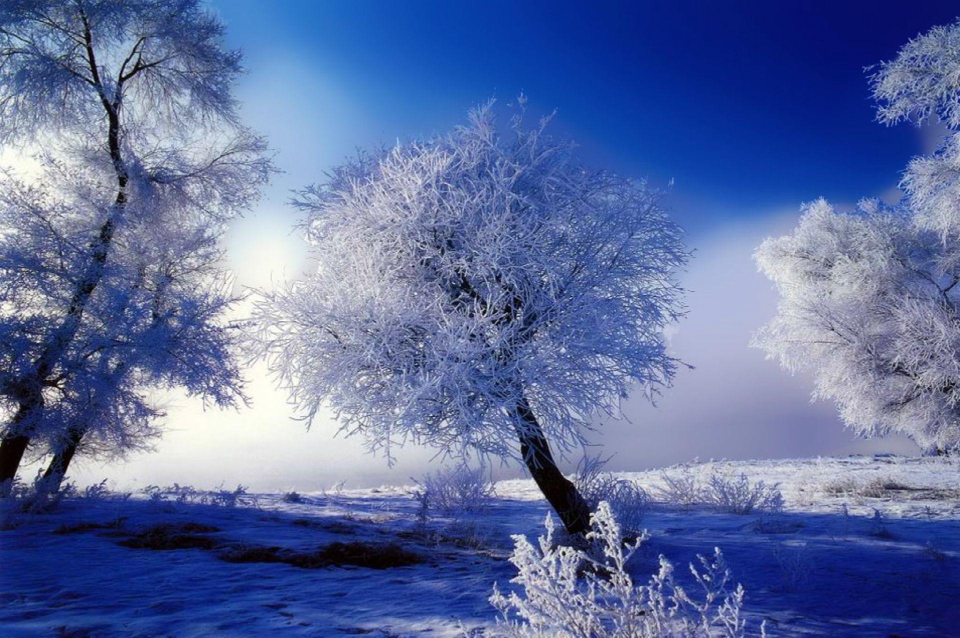 winter snow frost cold weather tree landscape nature ice frozen fair weather sky season dawn frosty scenic wood outdoors fog