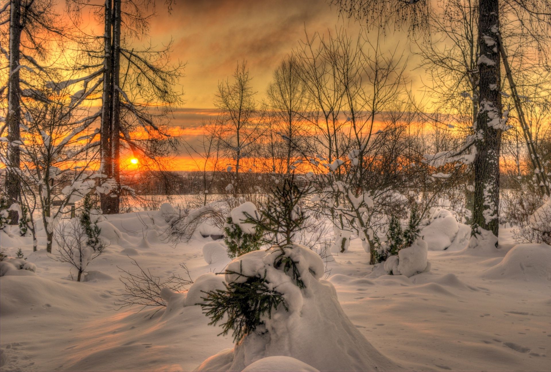 winter snow cold tree wood landscape frost dawn frozen ice fair weather weather scenic season nature branch sunset light