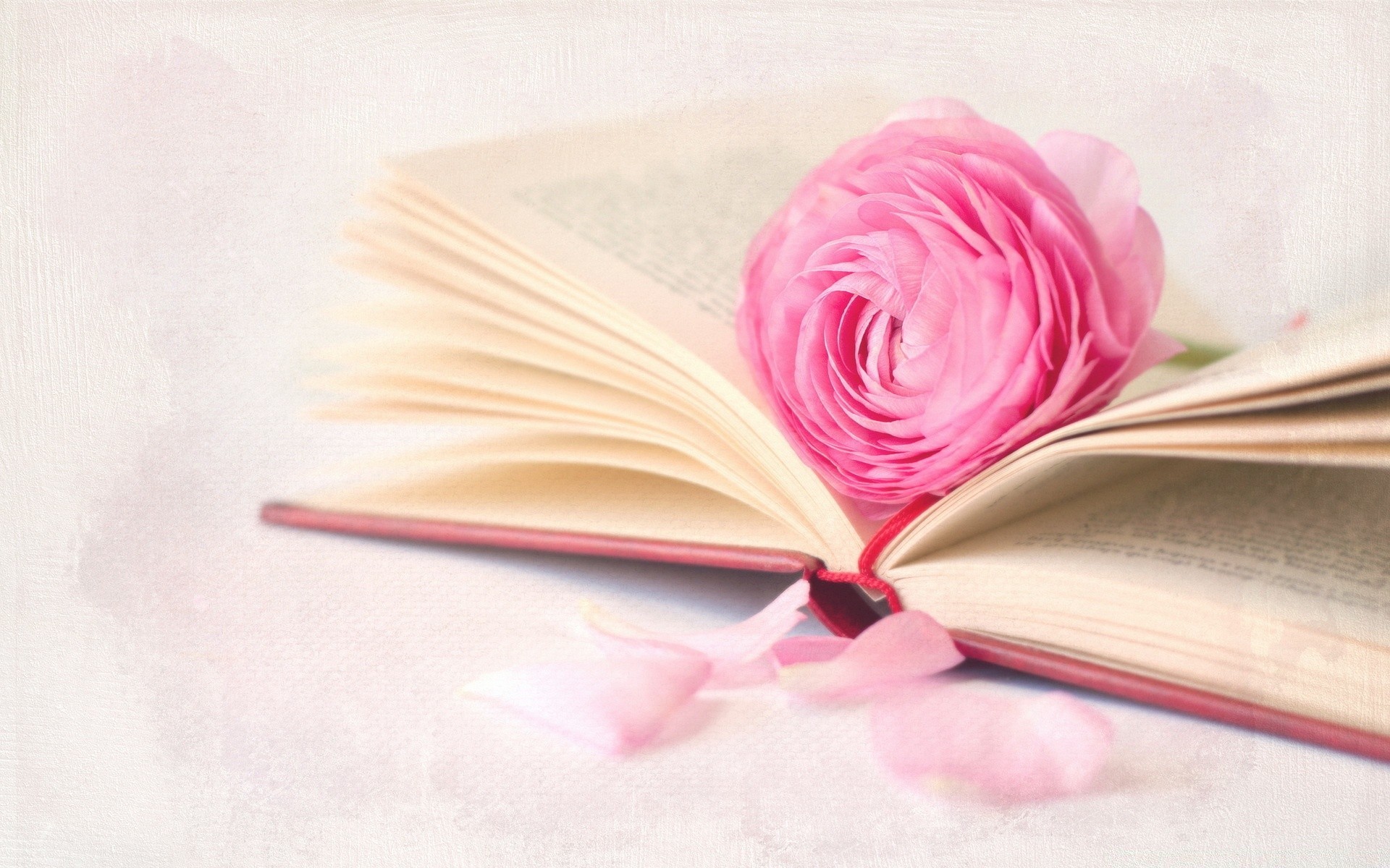 romance book paper literature page flower love