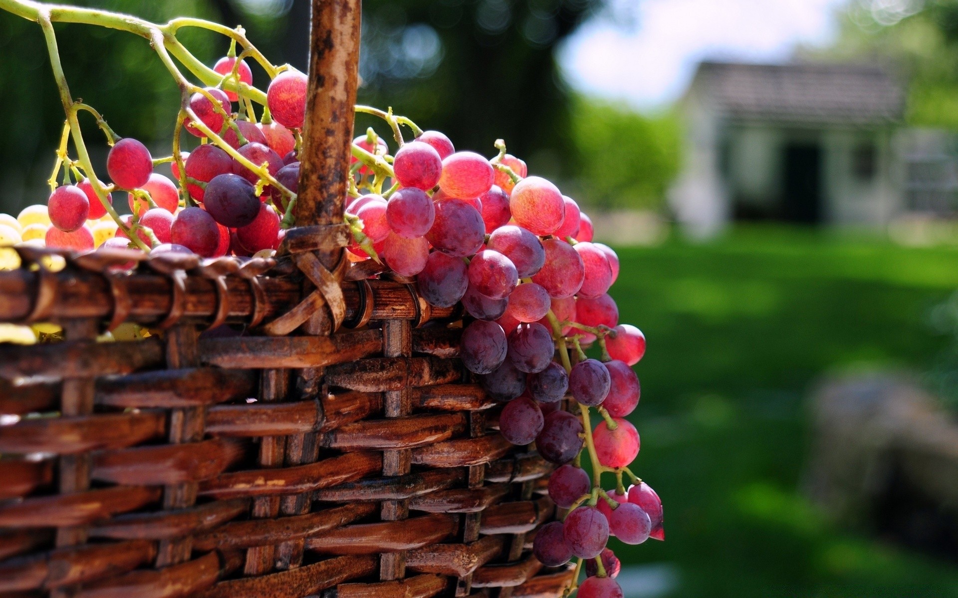 fruit food vine garden grape grow nature basket berry bunch winery wine pasture confection cluster summer juicy color vineyard
