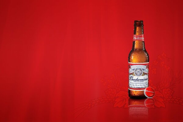 Budweiser beer on a red stylish background