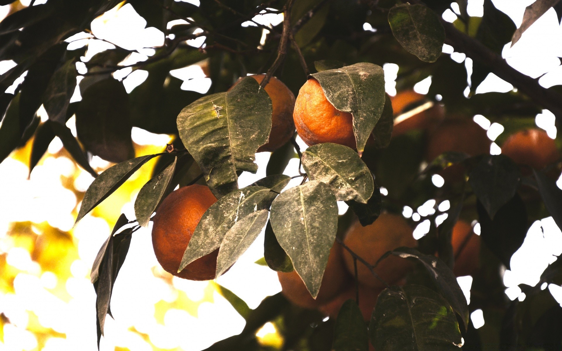 food & drink tree leaf fruit branch food nature flora fall outdoors grow hanging color agriculture desktop season