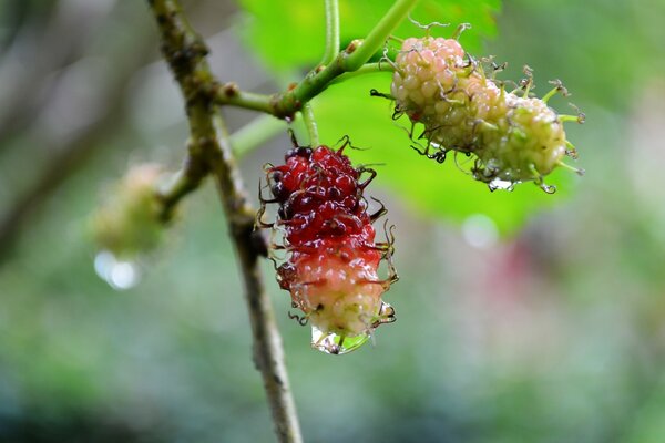 A branch of a plant with colorful fruits