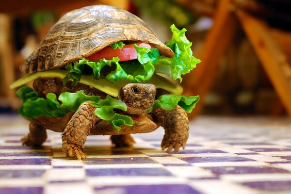 Turtle in the form of a sandwich with lettuce leaves