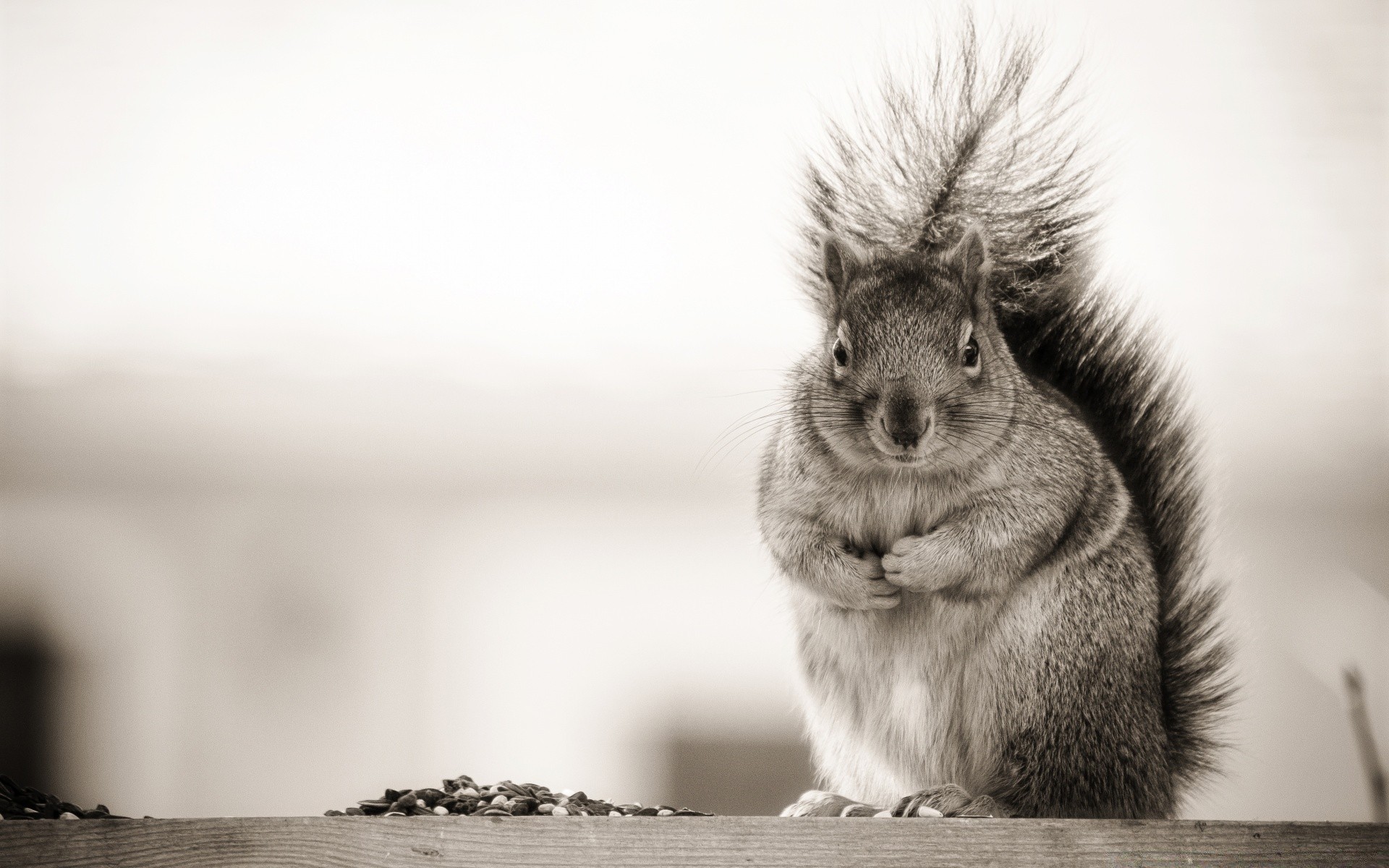 humor and satire mammal one portrait cute sit wildlife nature squirrel fur rodent monochrome animal hair