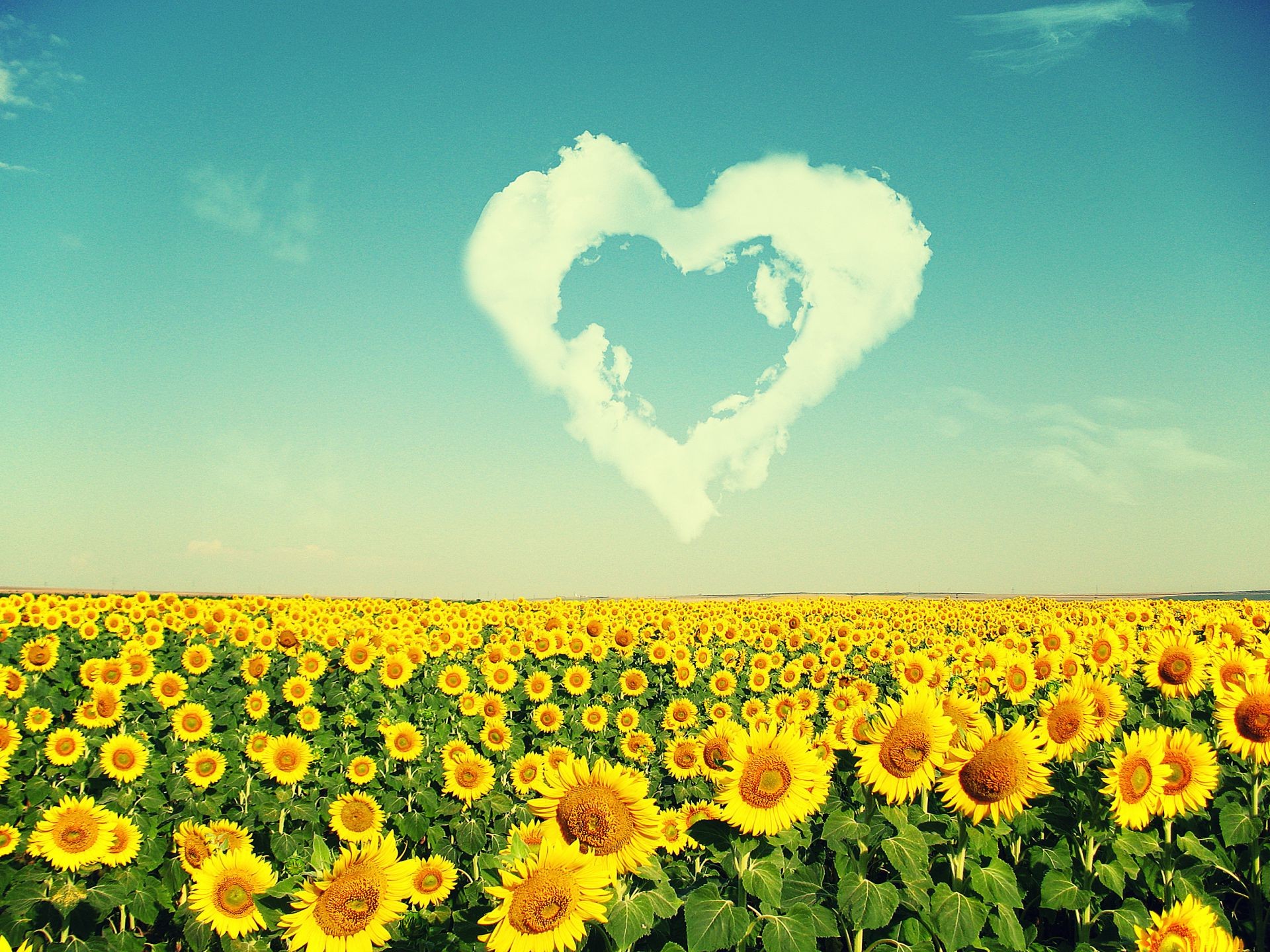 fields meadows and valleys sun summer field nature rural agriculture fair weather bright growth farm sky flower landscape sunflower flora leaf outdoors hayfield countryside