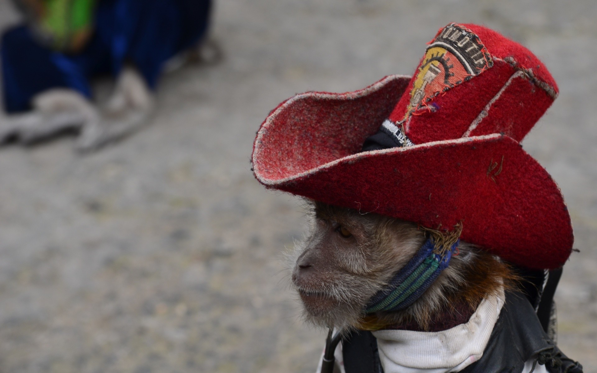animals lid wear winter festival street